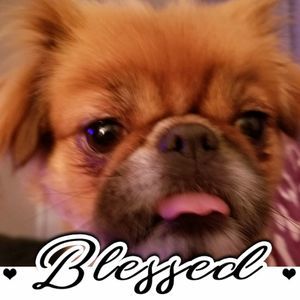 Meet your Posher, Ginger